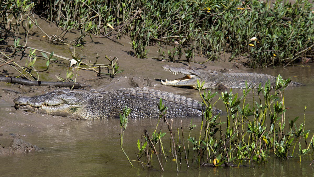 Crocodiles on Proserpine River