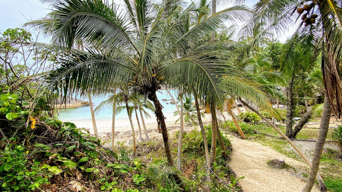 Sand and Palm trees - Very tropical island