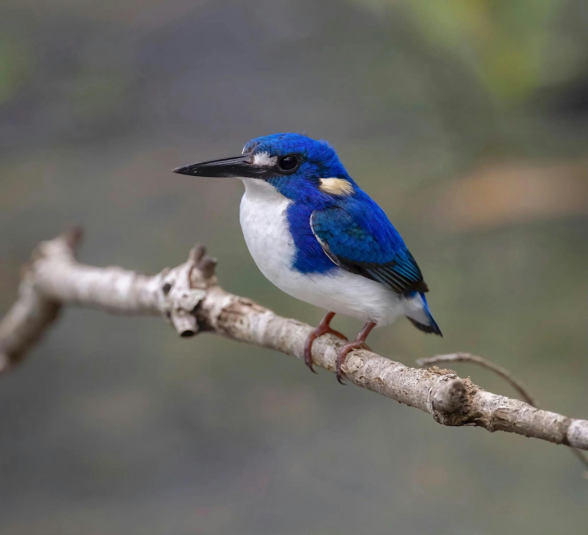 Little Kingfisher, Ceyx pusillus. at Fogg Dam, Northern Territory