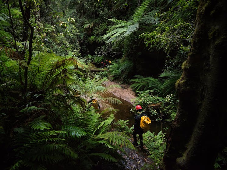 Canyoneering Rain Forest, Blue Mountains, Australia, Tours, Courses, Classes