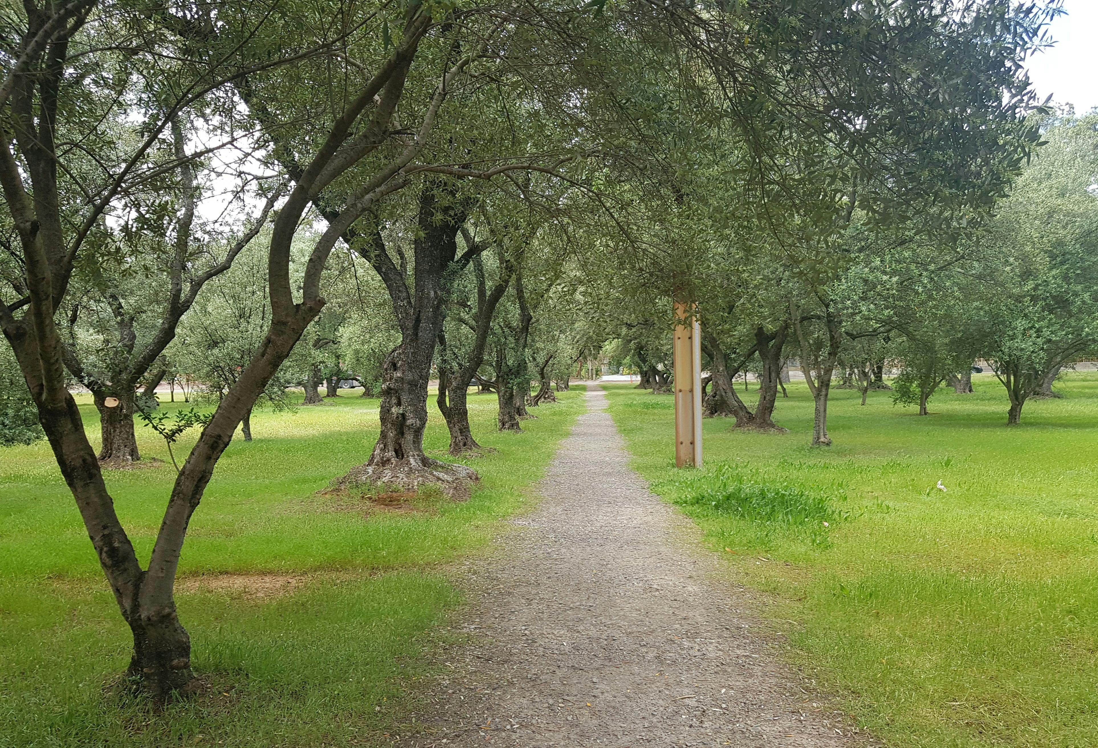 The Olive Groves (Parks 7 and 8)