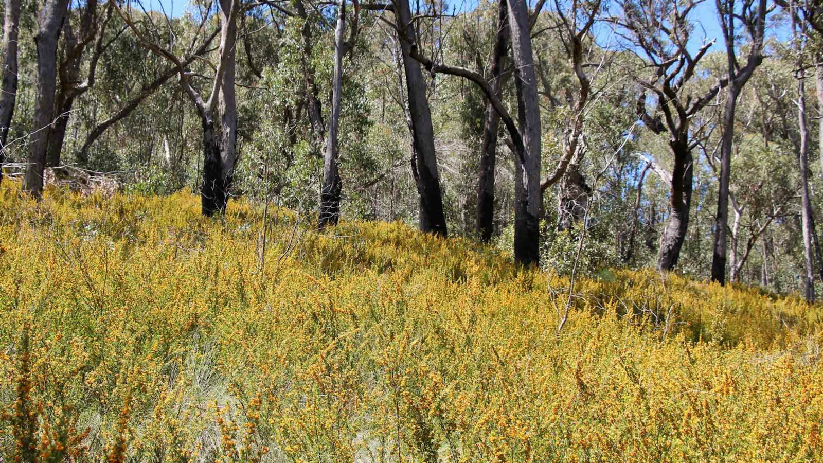 Scutts Hut and Kurrawonga Falls Walk