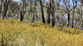 Scutts Hut and Kurrawonga Falls Walk