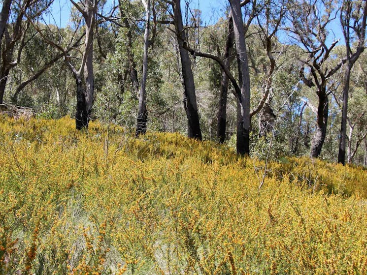 Scutts Hut and Kurrawonga Falls walk, Mount Kaputar National Park. Photo: Jessica Stokes