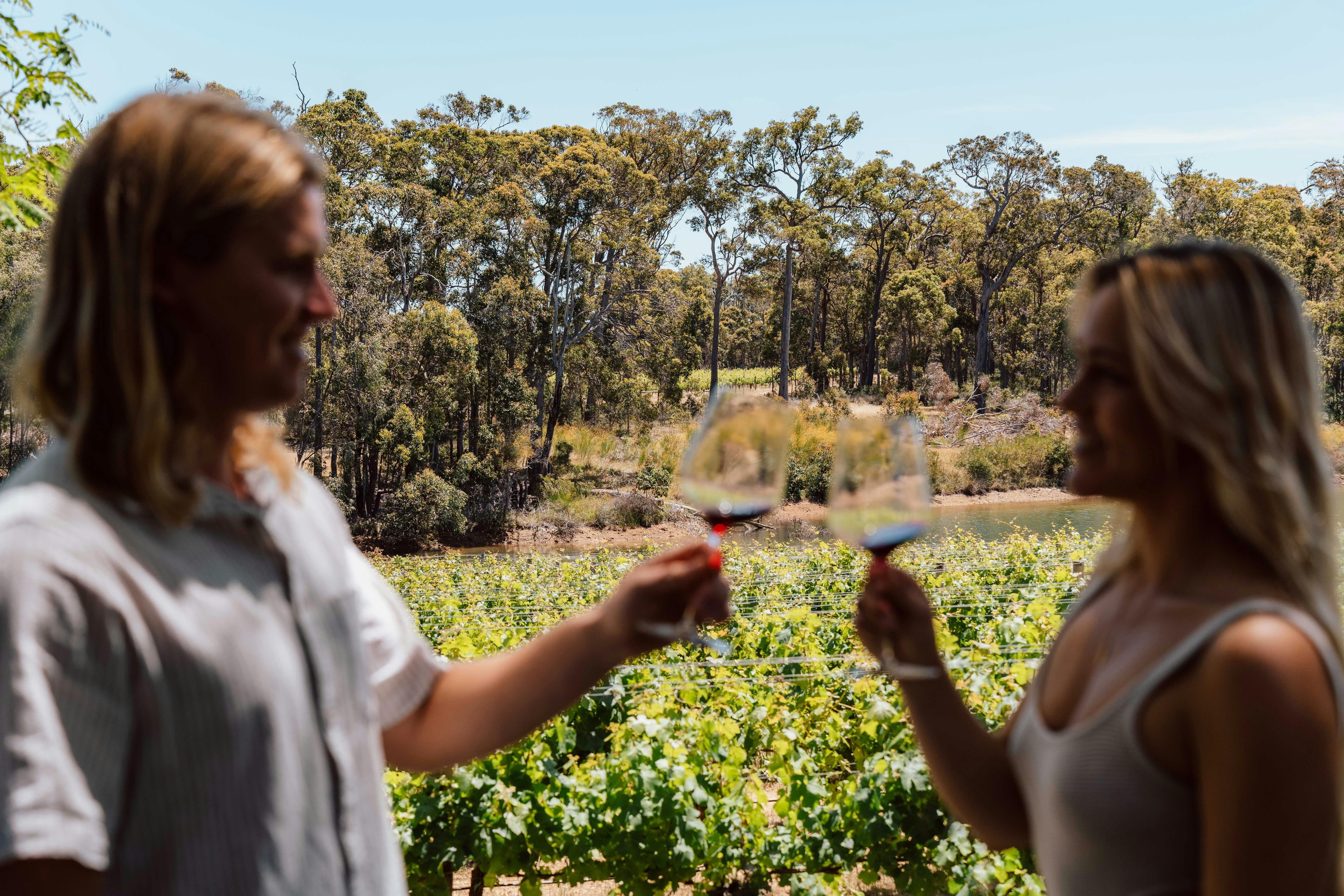 A couple "cheersing" their glasses of wine, in a vineyard.