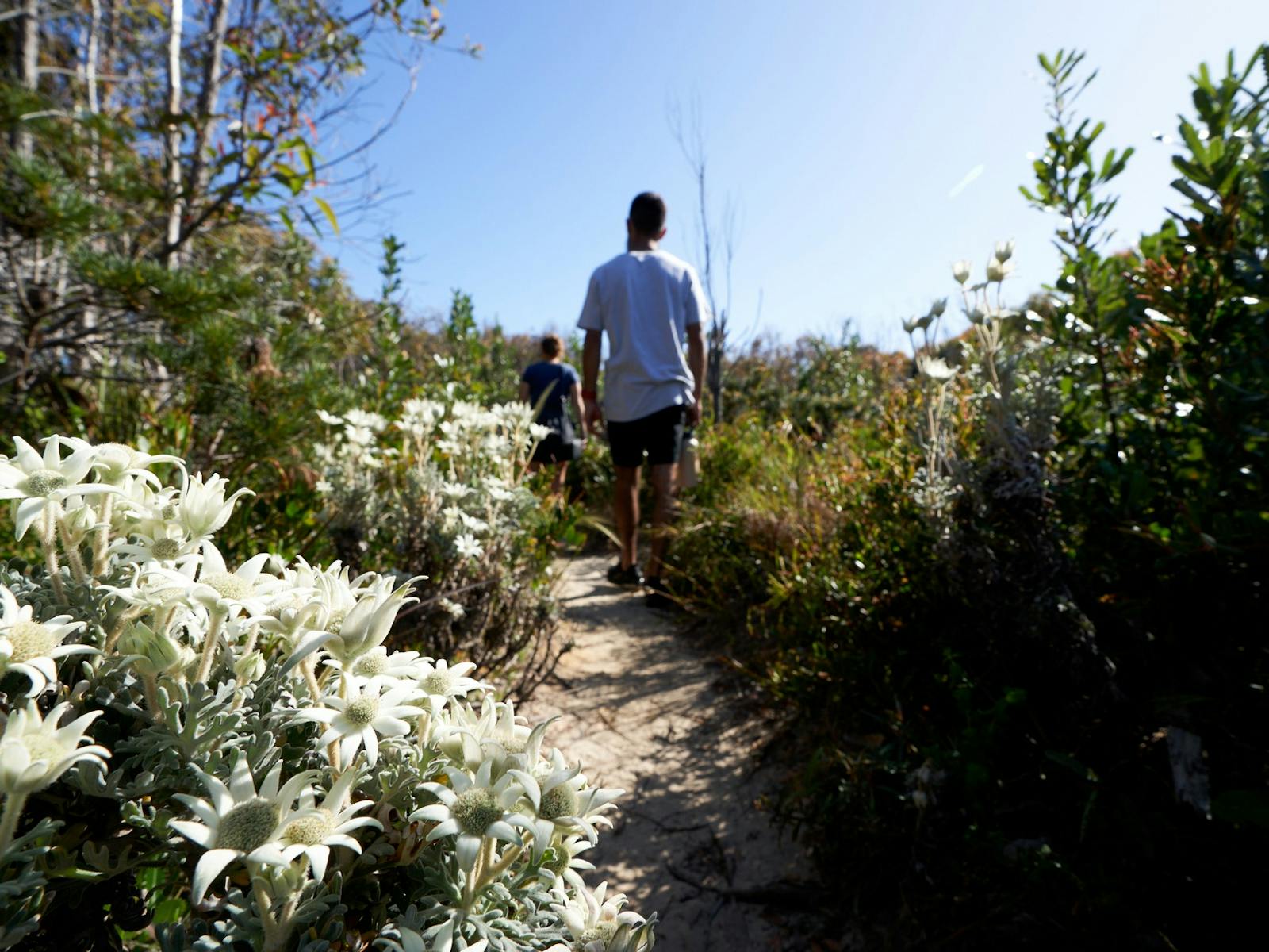 South Pacific Heathland Walk