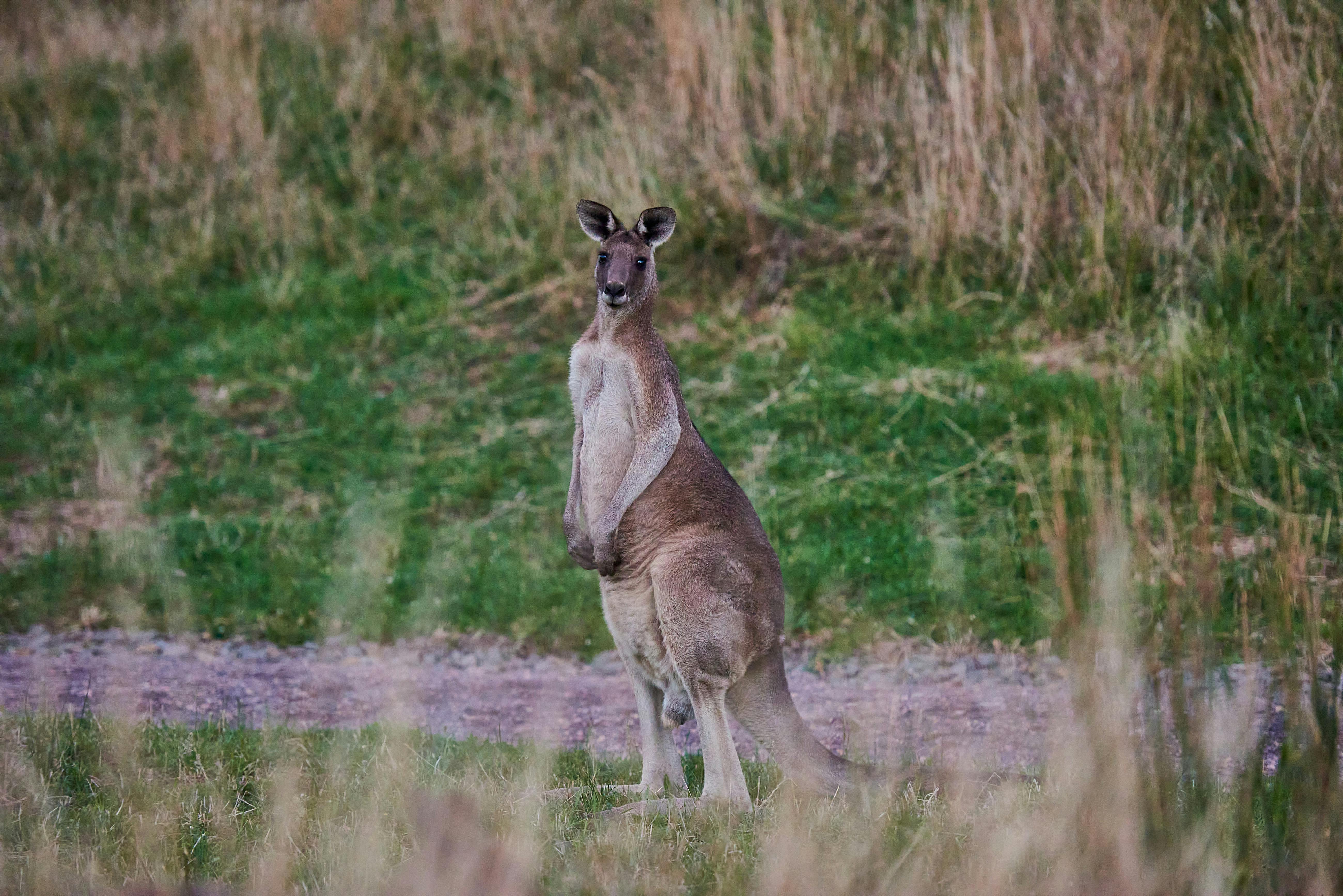 Wildlife Wonders Dusk Discovery tour