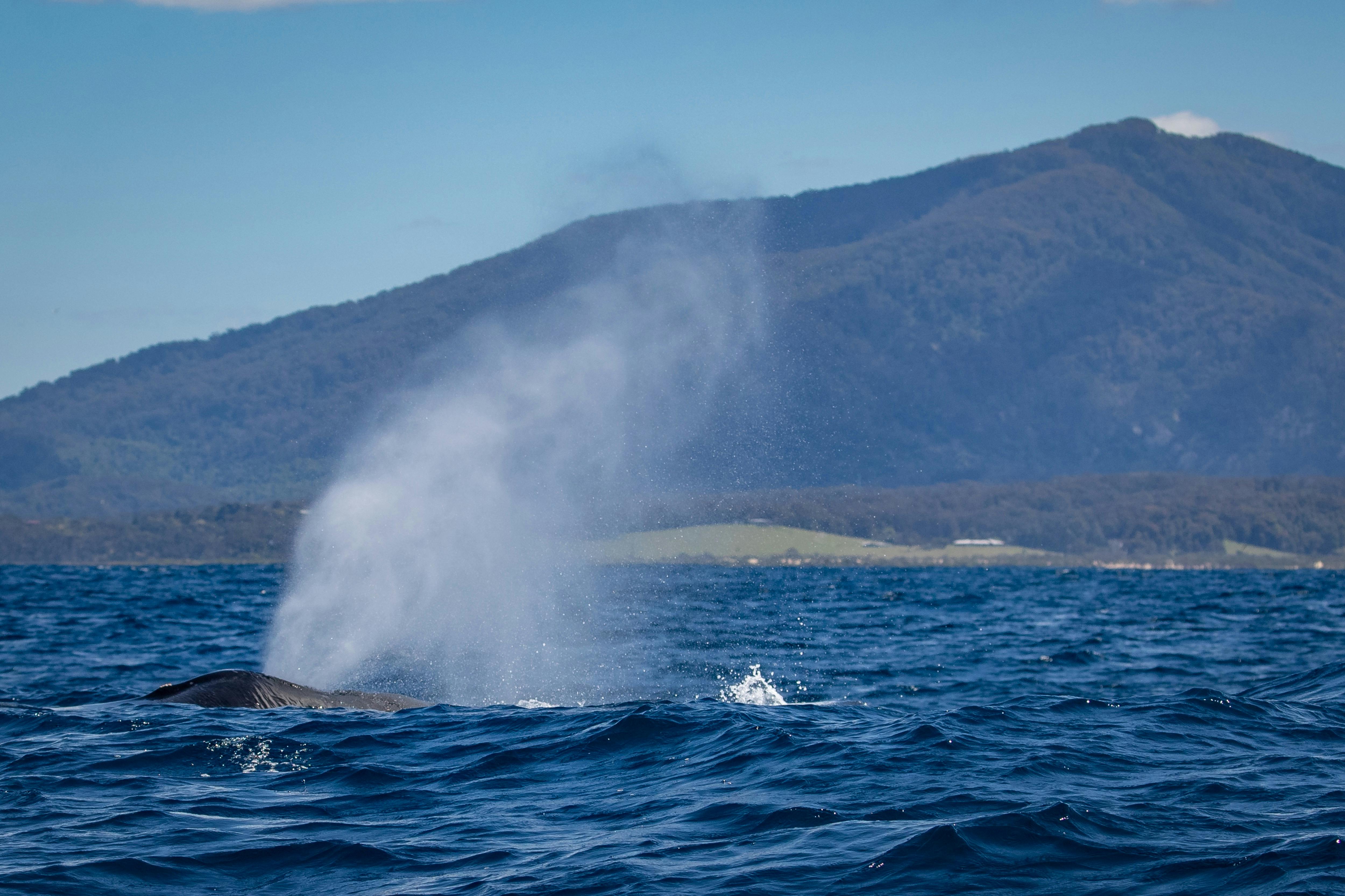 Whale breath, Gulaga, Sapphire Coastal Adventures, Bermagui Whale Watching Cruise 2021