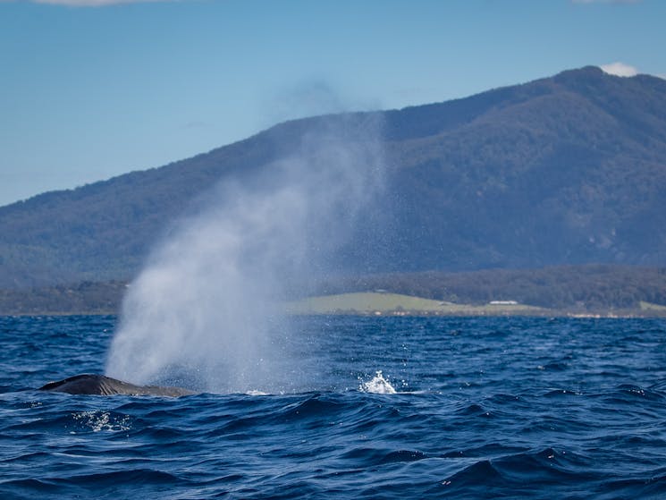 Whale breath, Gulaga, Sapphire Coastal Adventures, Bermagui Whale Watching Cruise 2021