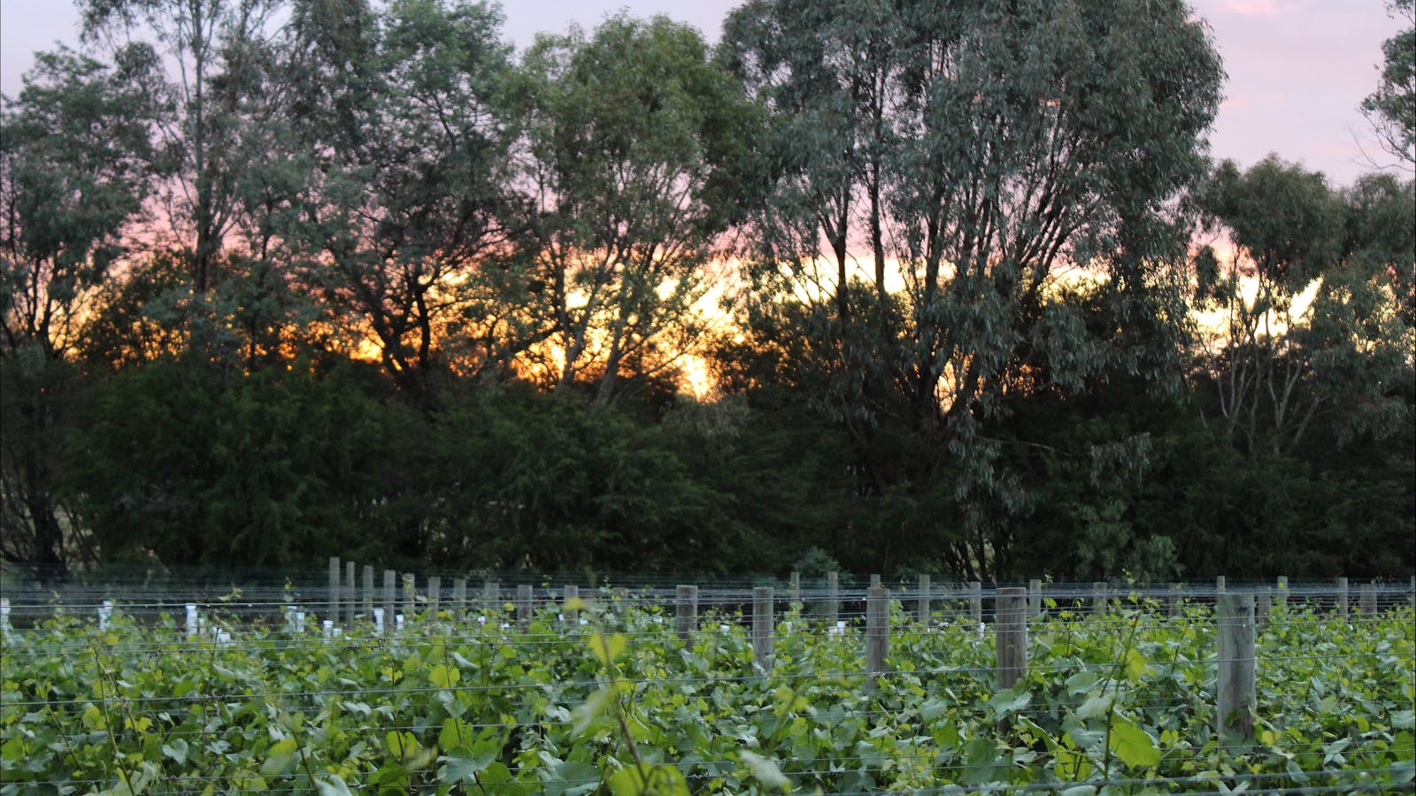 Haldon Estate Wines