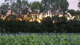 Sunset over Chardonnay