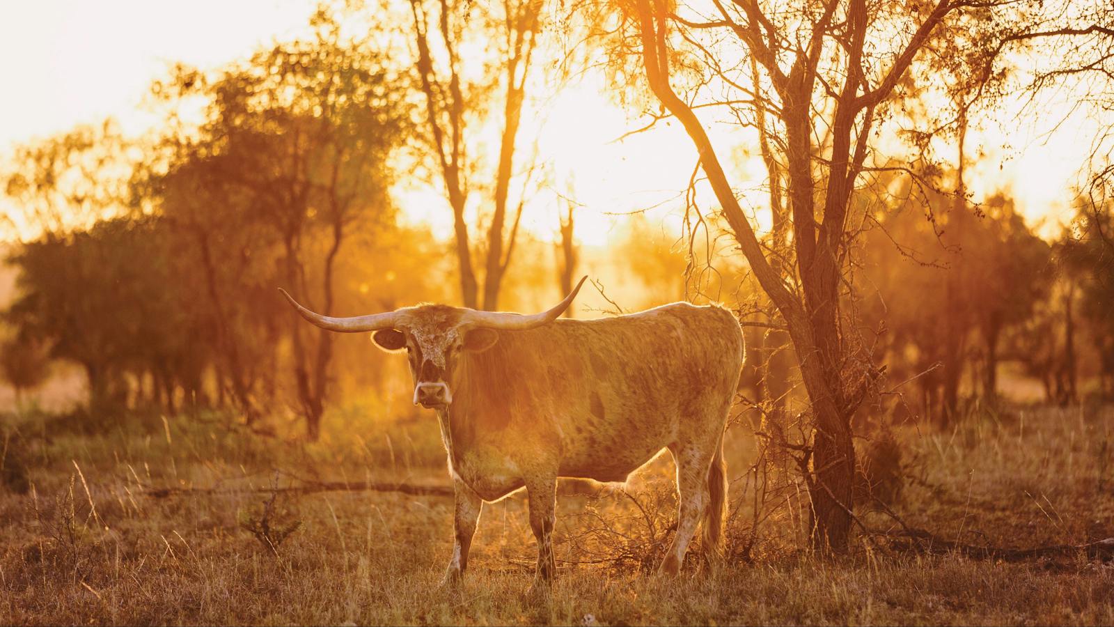 Texas Longhorn