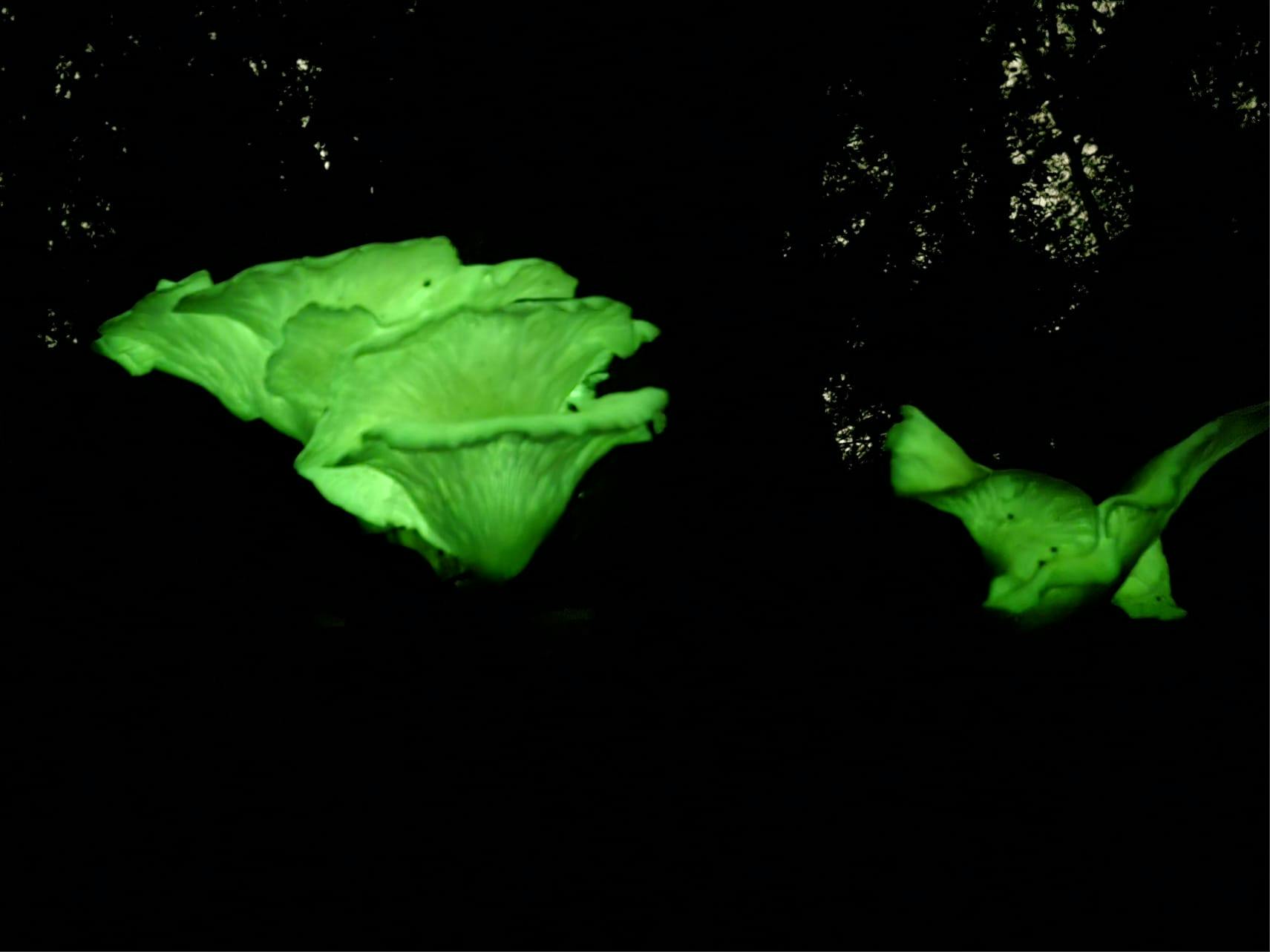 Several lettuce-like mushrooms glowing a neon green colour on a night time backdrop.