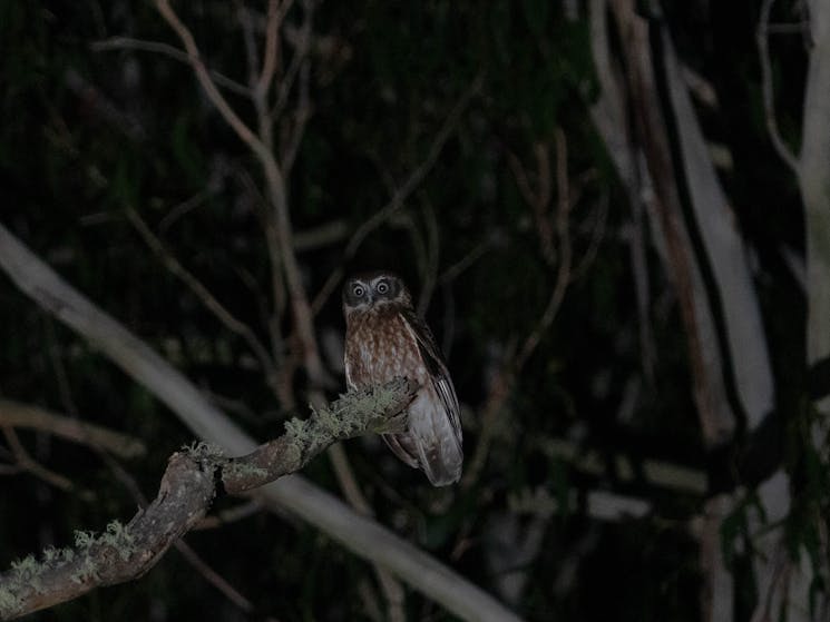 Australian Boobook is Australia's smallest owl and is commonly seen on our Night Safari's