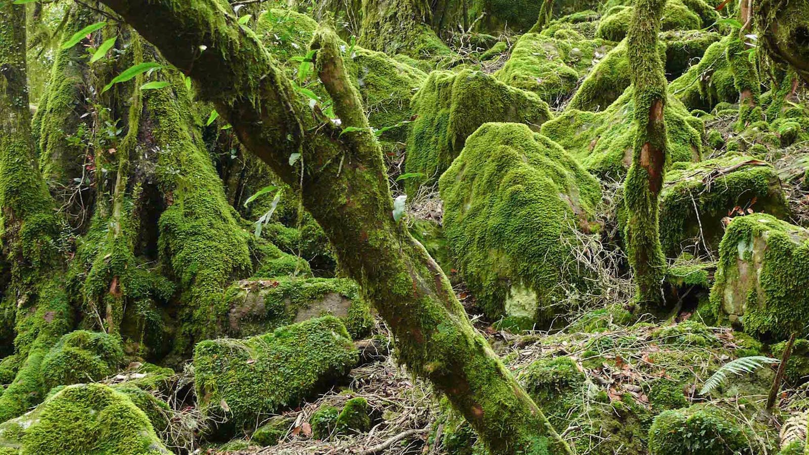 Lyrebird Walking Track