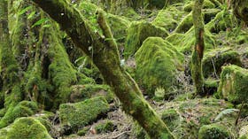 Lyrebird Walking Track