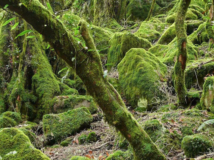 Lyrebird walking track, New England National Park. Photo: H Clark