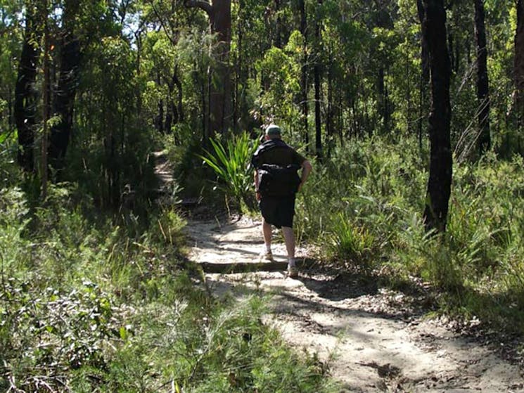 Bushwalker on the Karloo walking track. Photo: Andy Richards