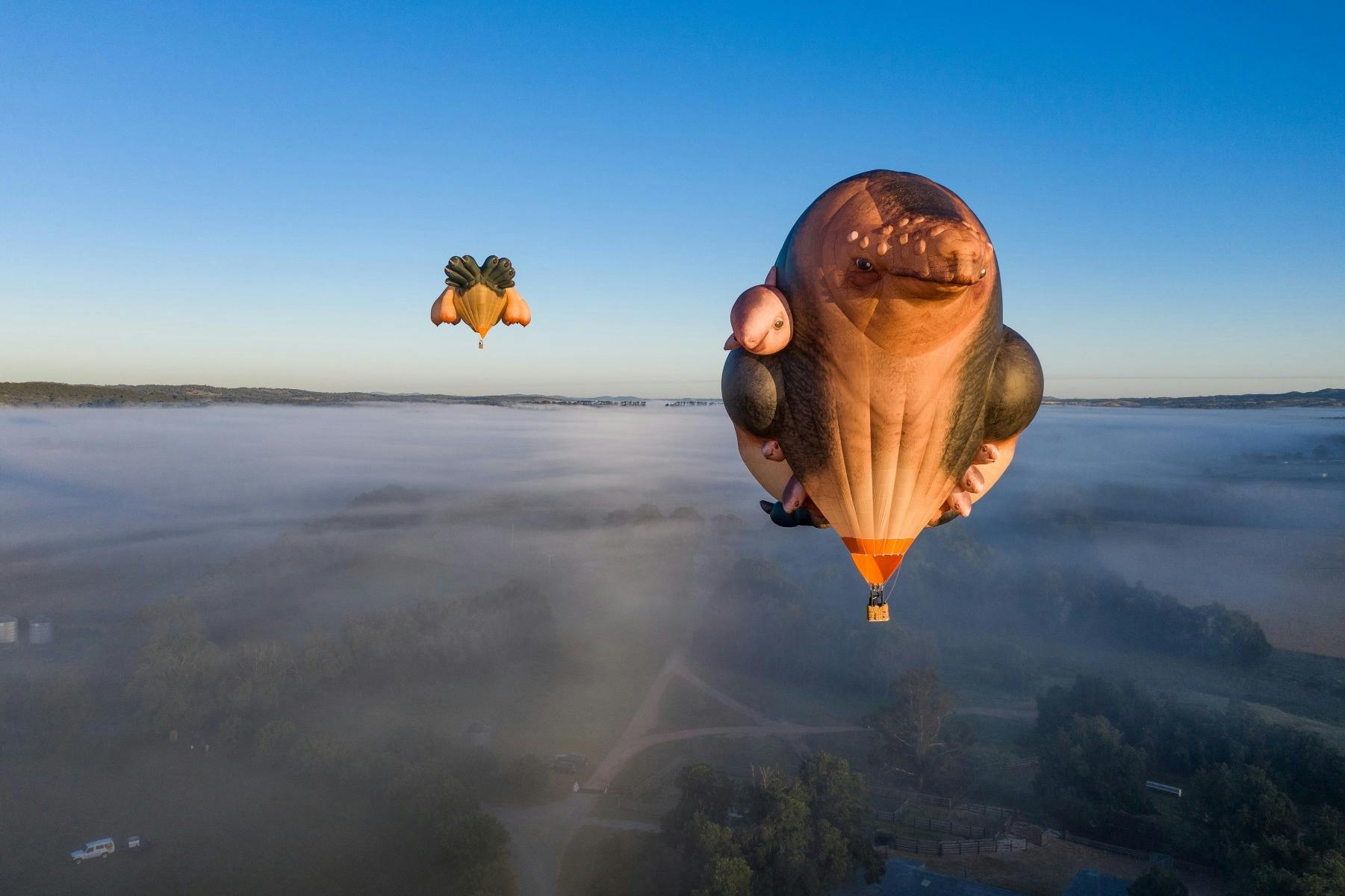 Image shows sculptural hot air balloons in the shape of anamorphic whale family in sunrise flight