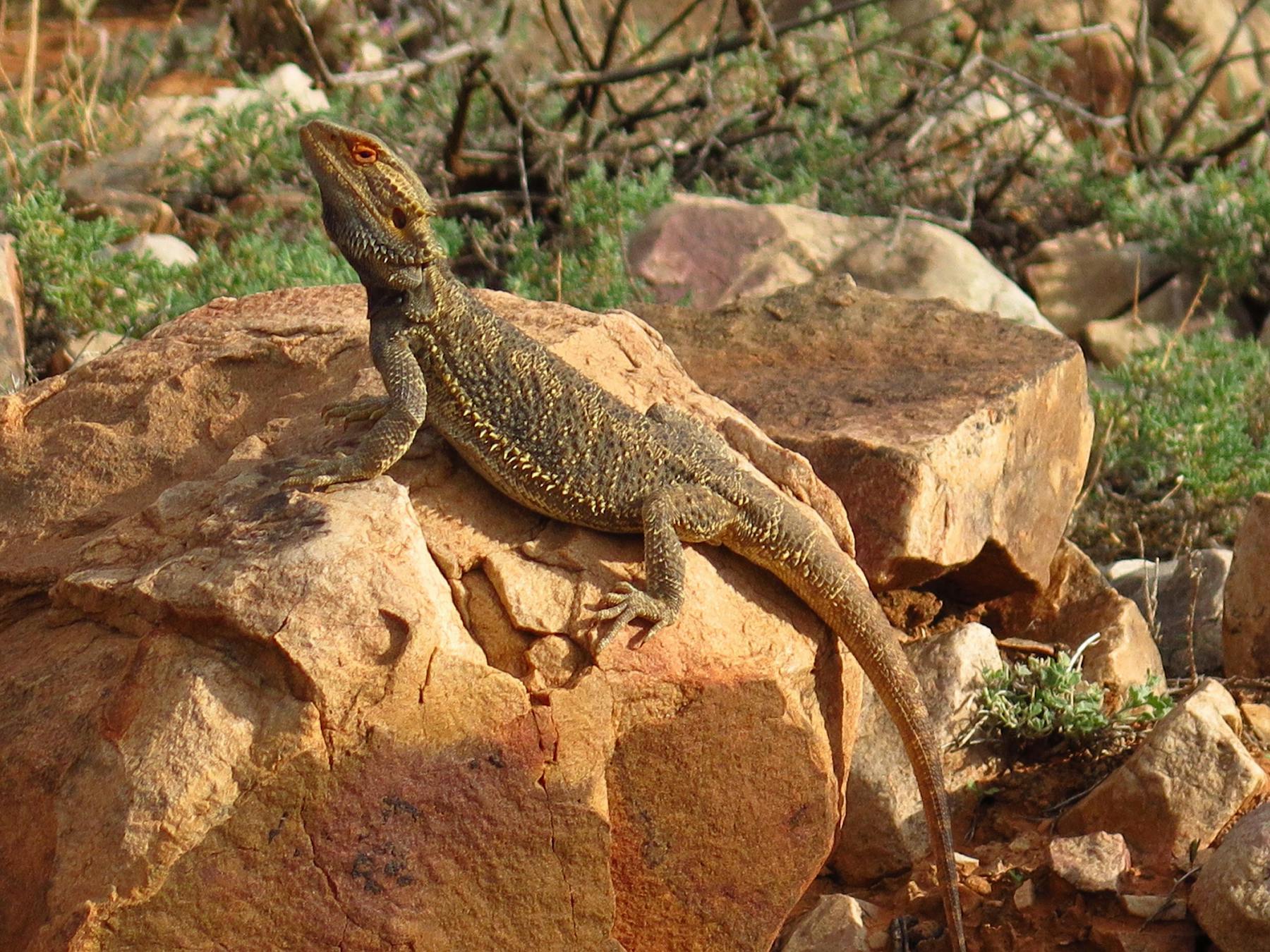 Pindan Tours - Northern Flinders Tour