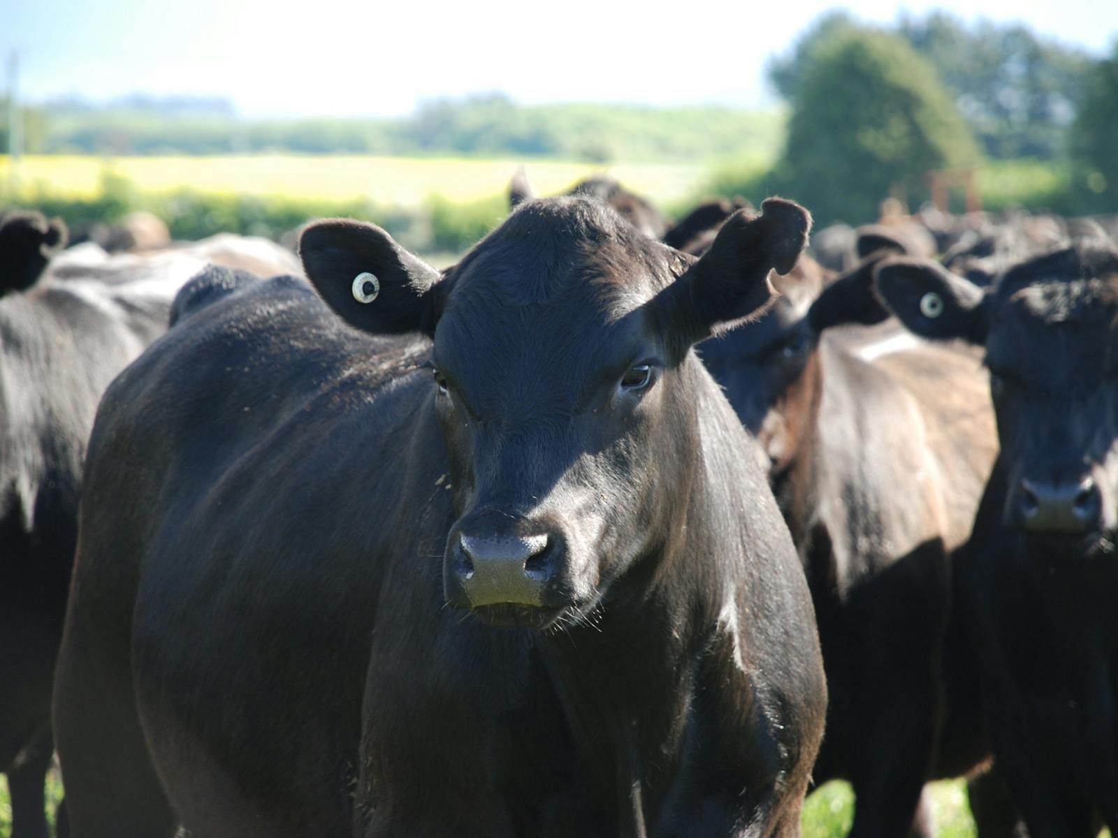 Panshanger farmstay tasmania longford