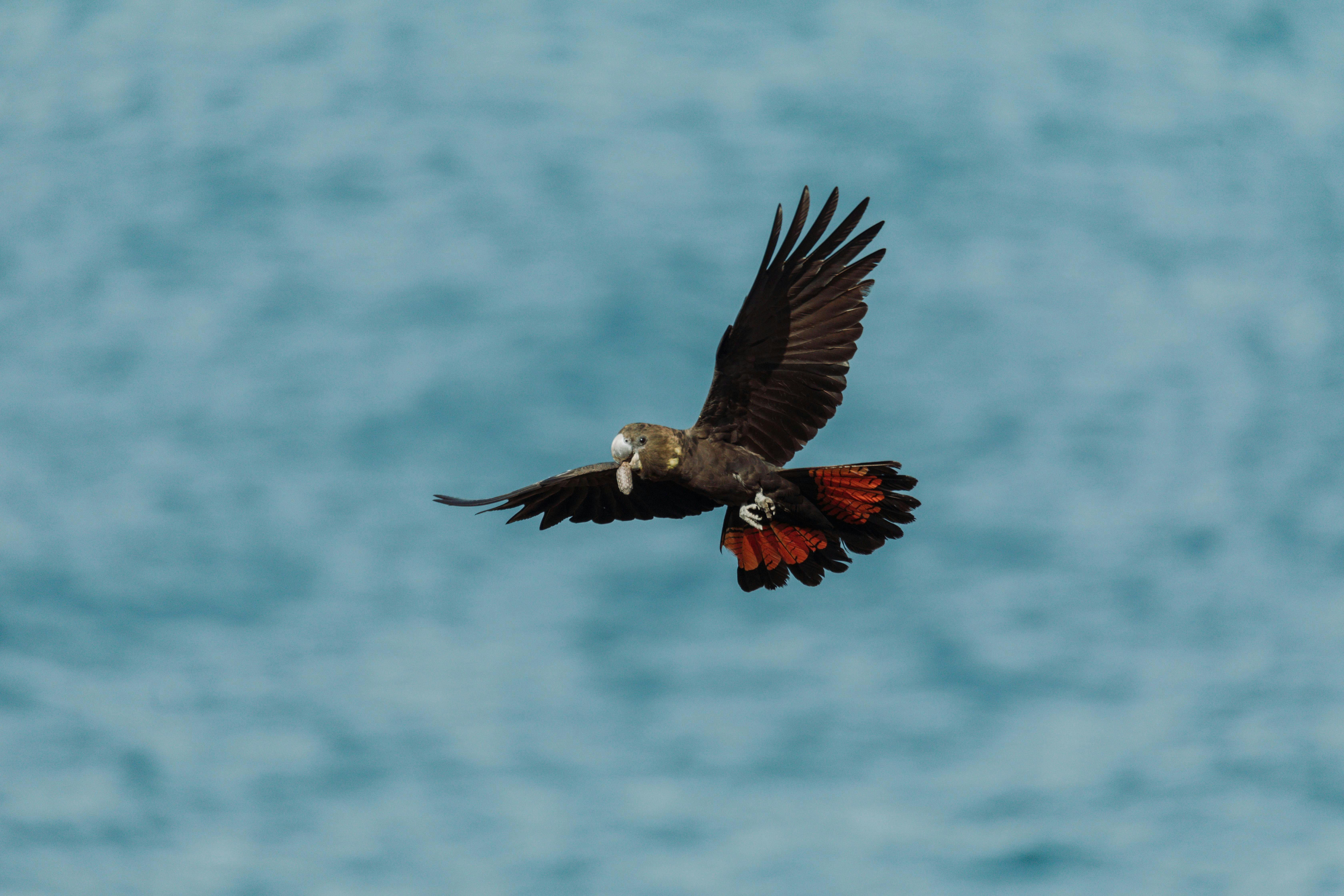 Bach Akademie Australia - Bach: A life in music edit - Ulladulla performance