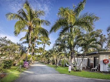 Palm trees lining driveway Palm trees lining driveway