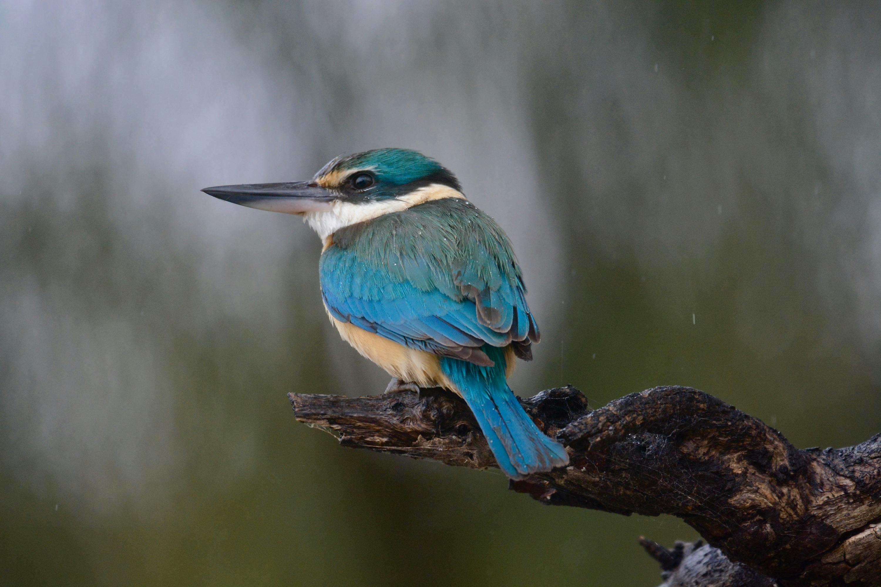 Sacred Kingfisher on the Murray River Safari South Australia