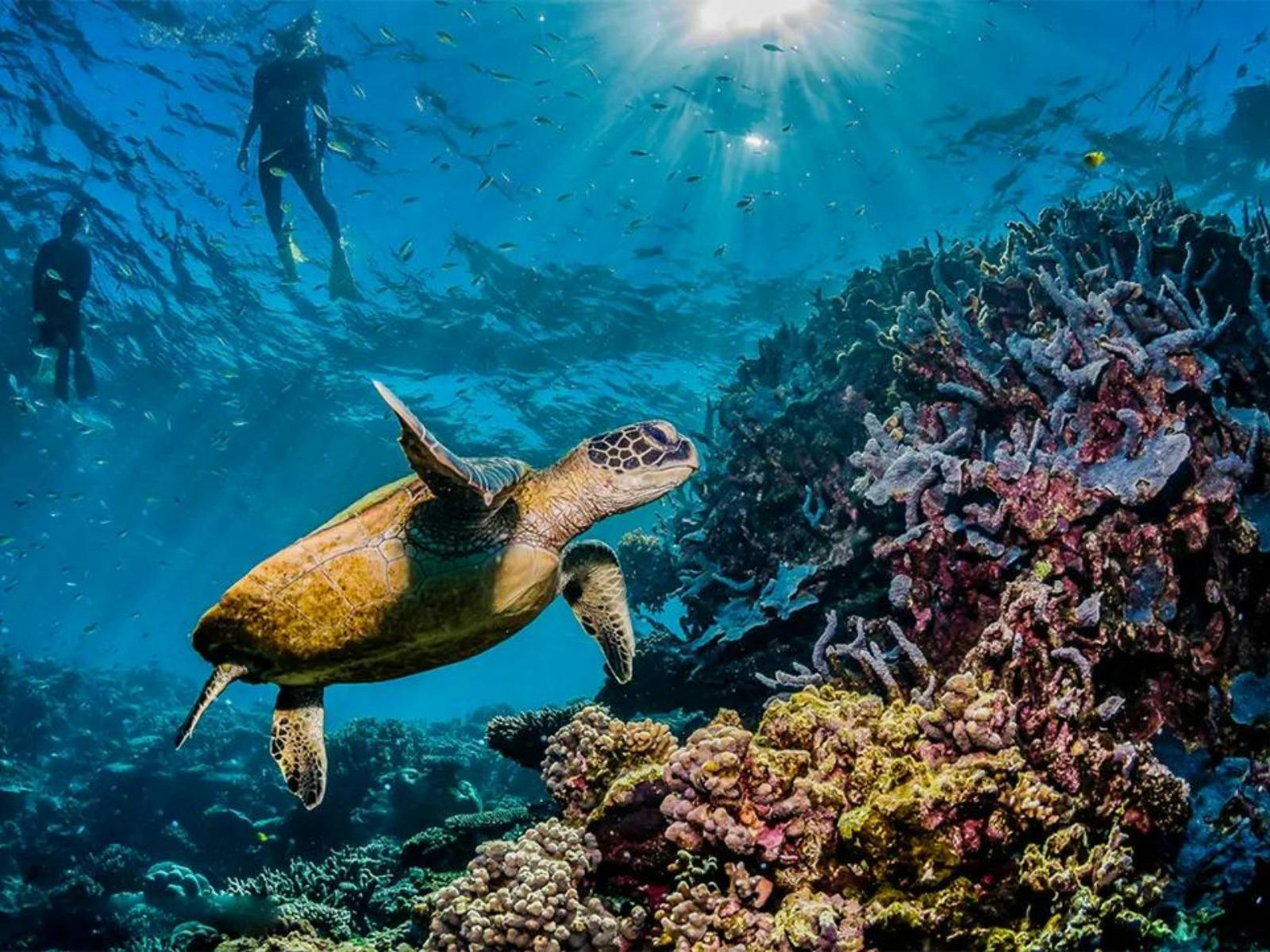 Great-Barrier-Reef_Green-Sea-Turtle_Snorkelling Great-Barrier-Reef_Green-Sea-Turtle_Snorkelling