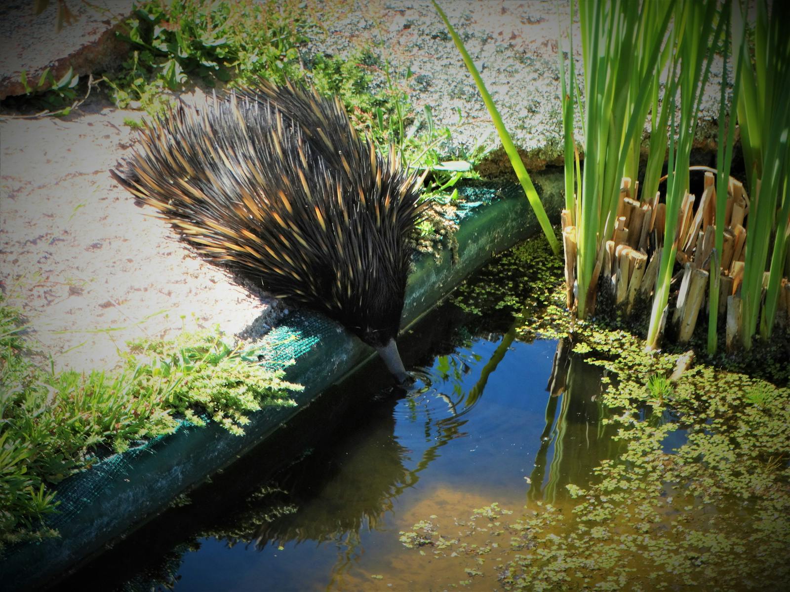 Echidnas are common sights at Greasstress GPNR; our rockpool is very popular during dry times