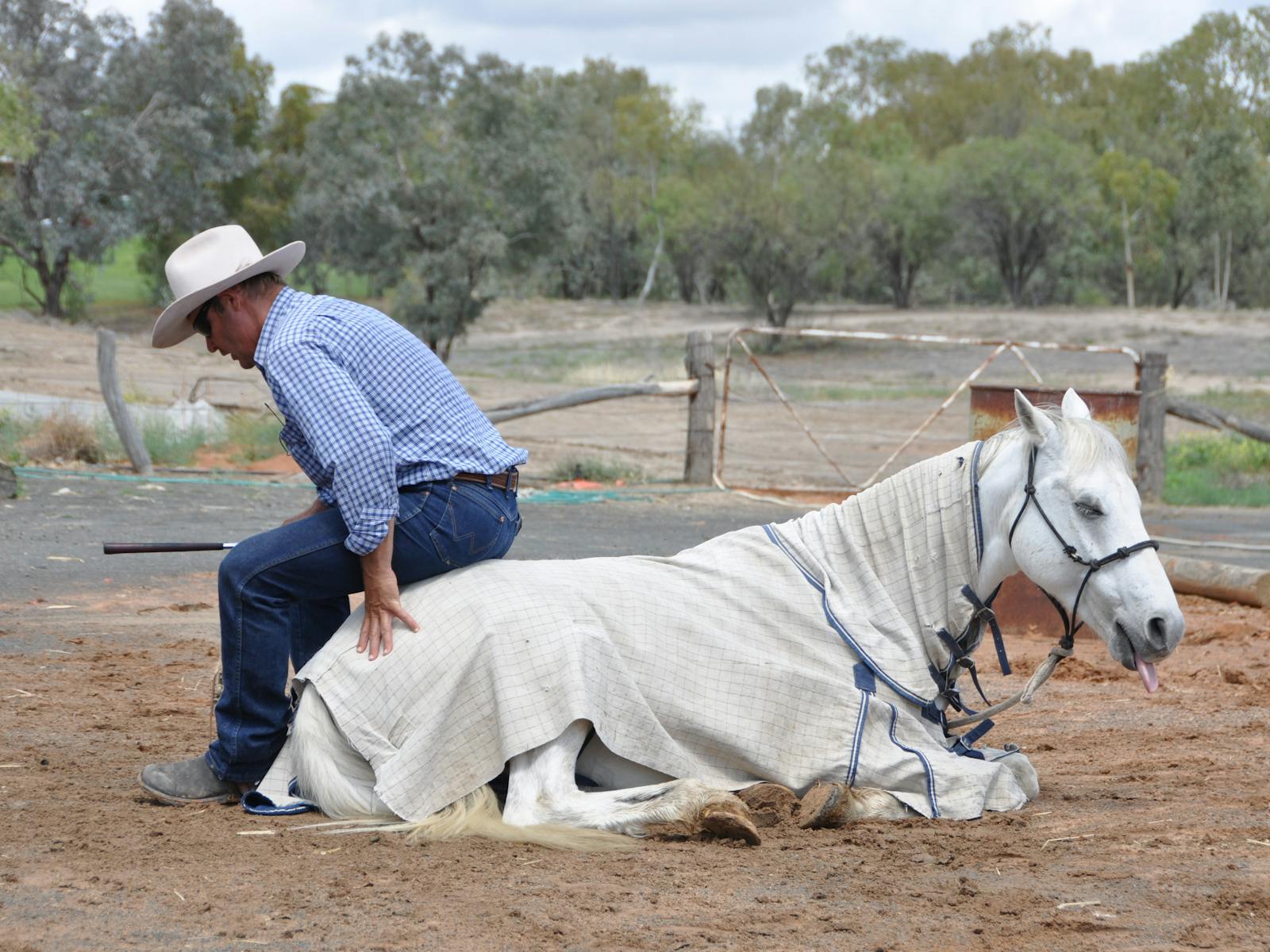 Image for Outback Show
