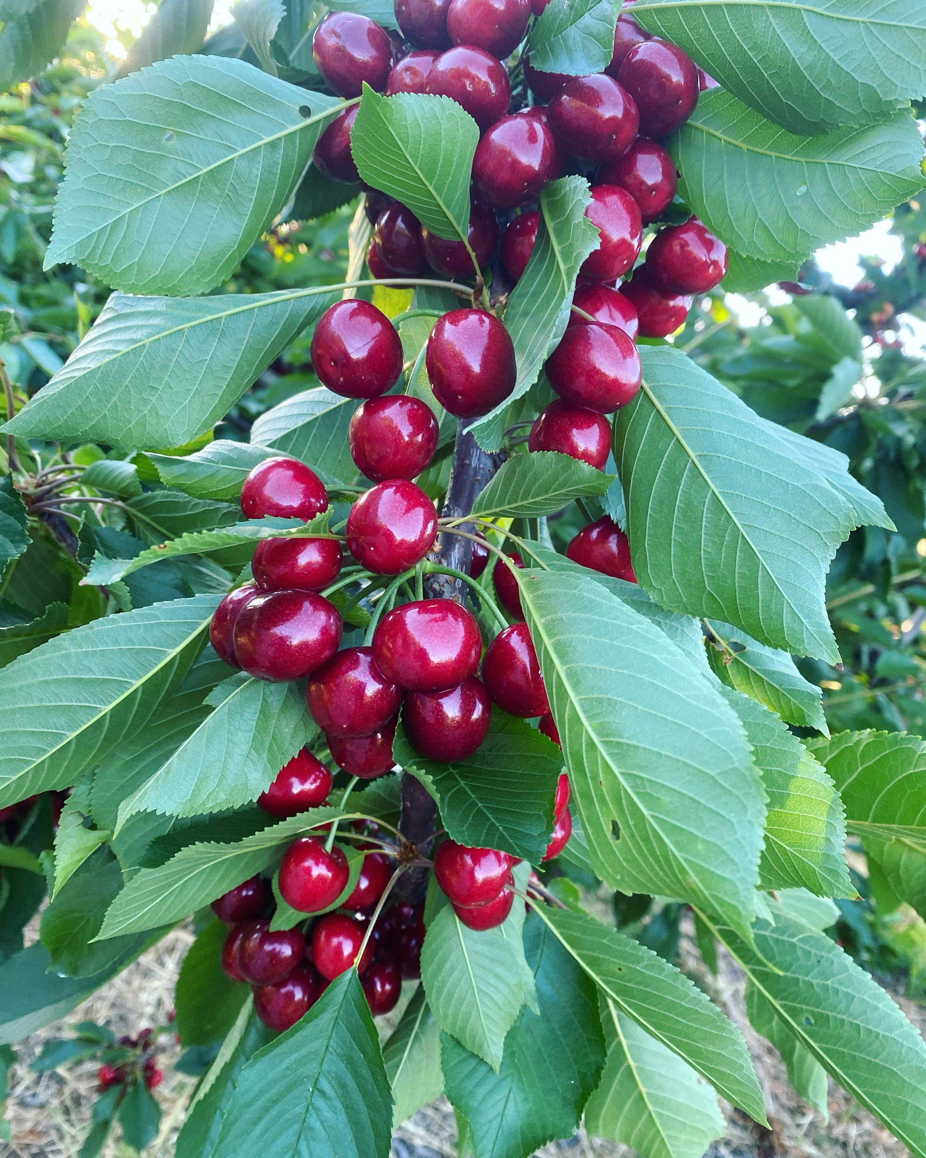 Valley Fresh Cherries