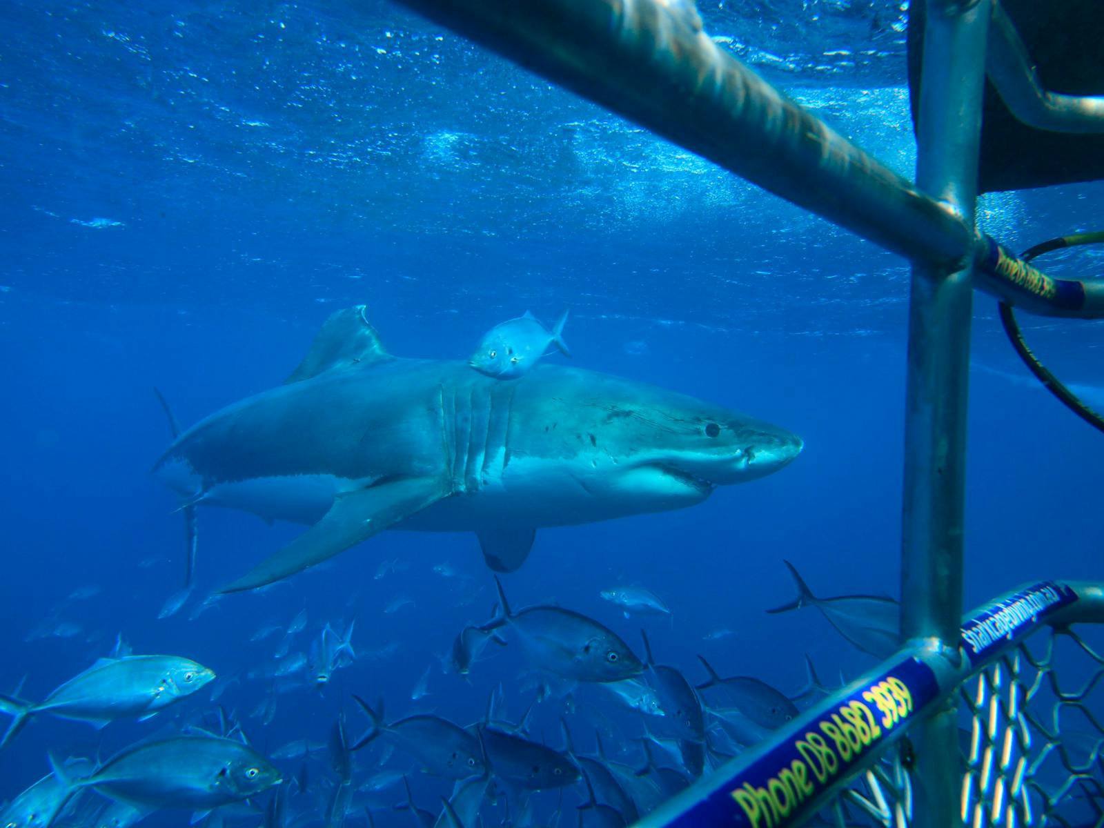 Calypso Star Charters