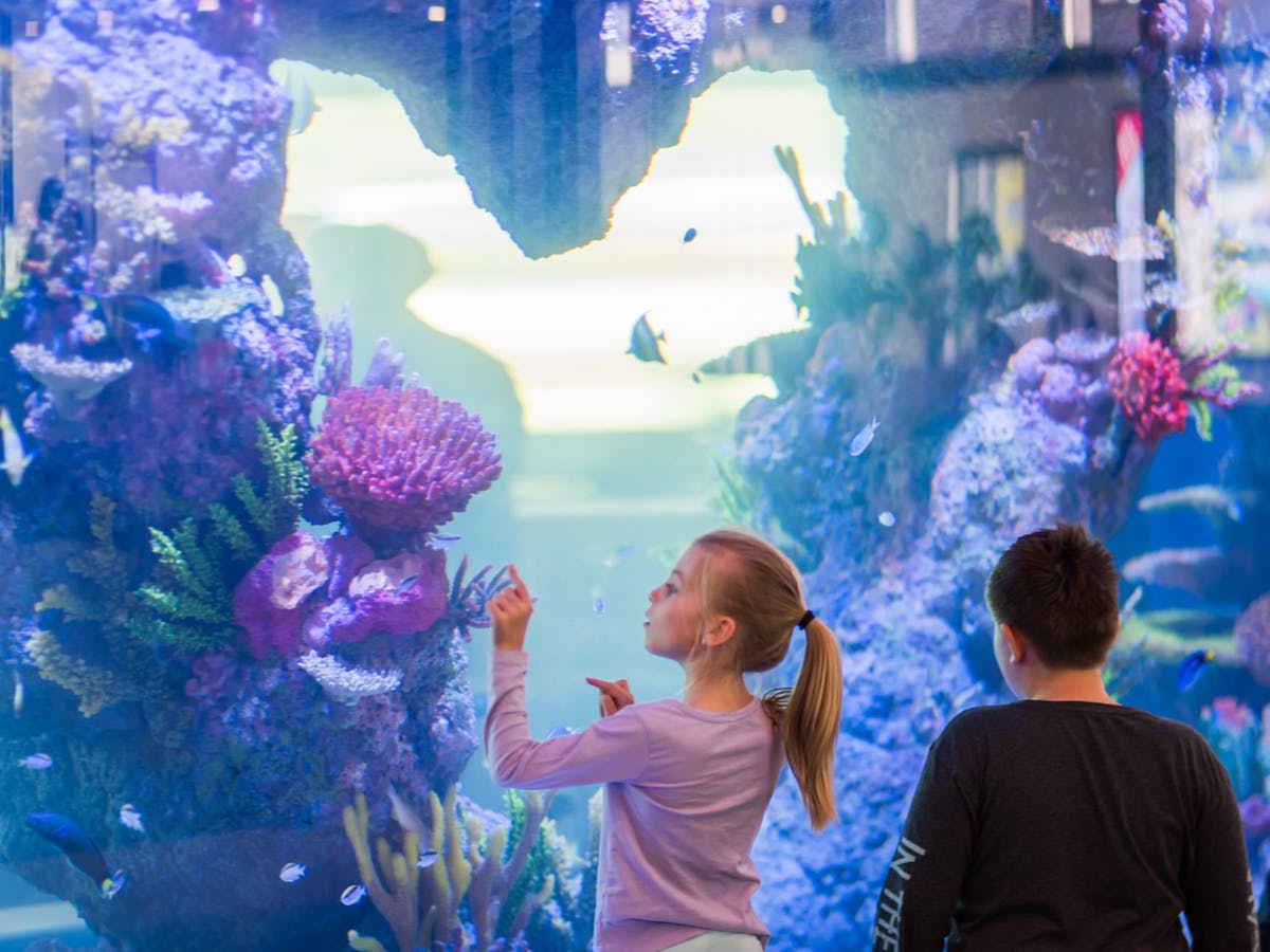 Whitsunday Coast Airport Aquarium