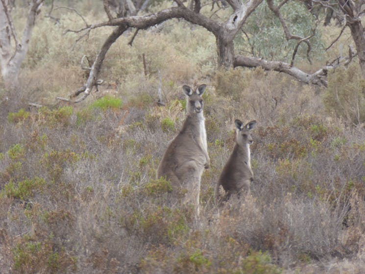 Kangaroos often hiding in local bush lands.s