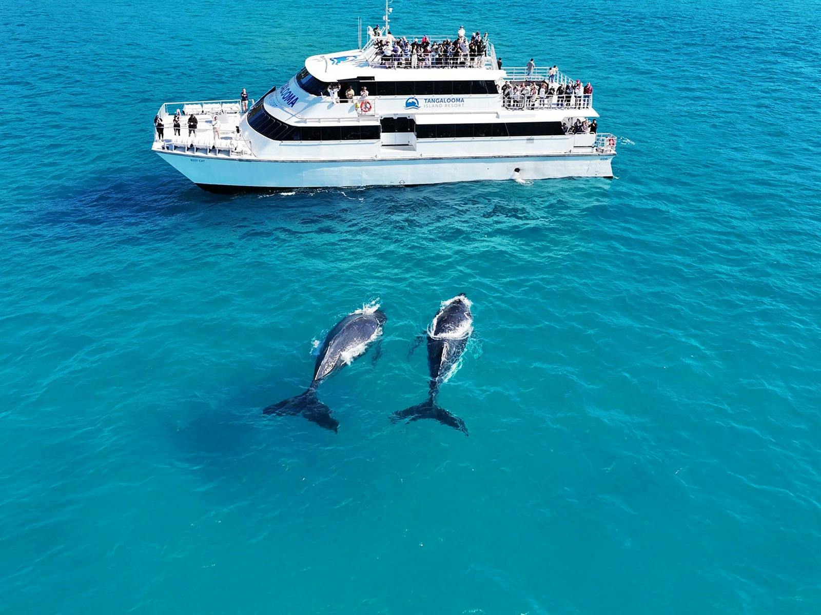 Tangalooma Island Resort