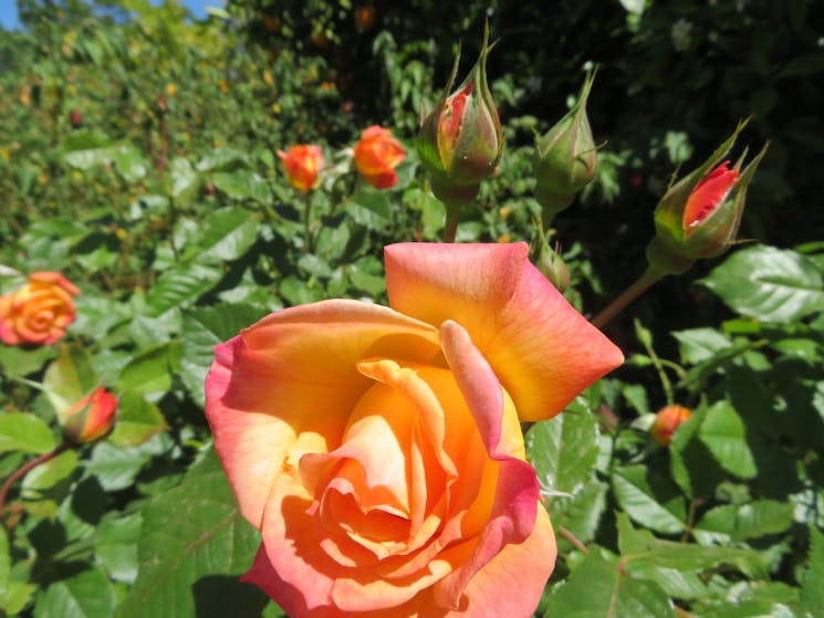 Rose bush in bud