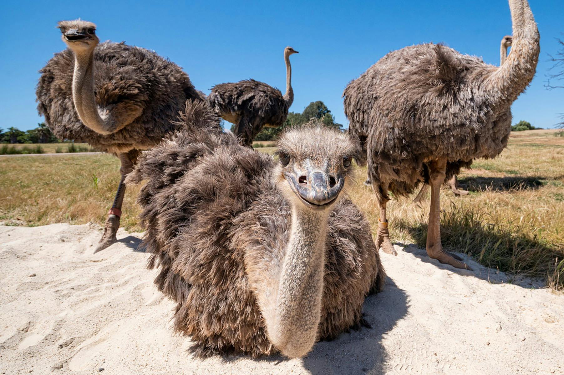 Emus