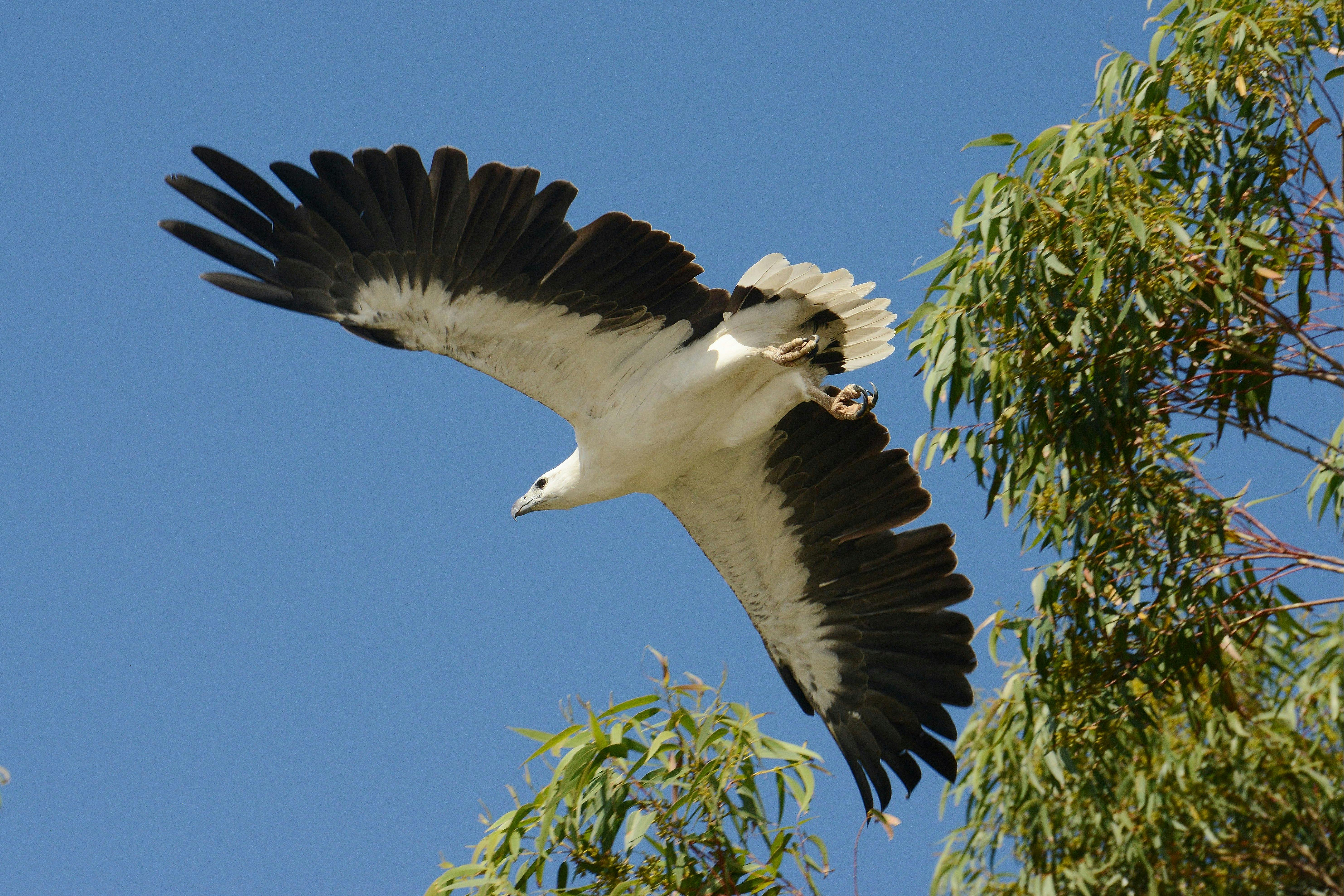 In Flight White Bellied Sea Eagle