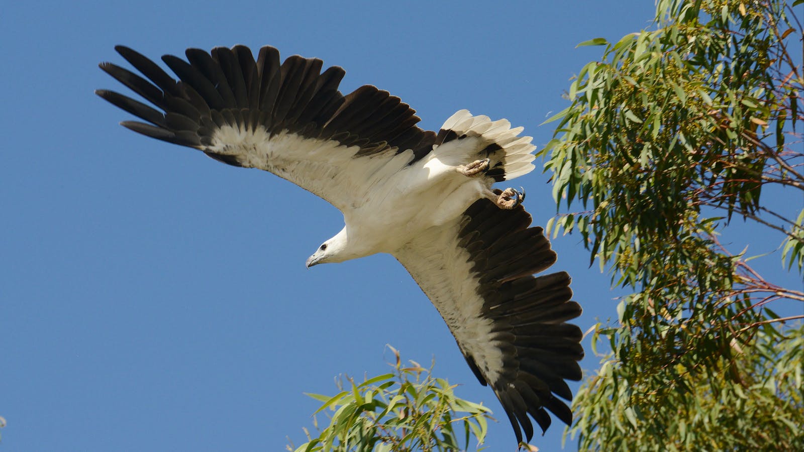 In Flight White Bellied Sea Eagle
