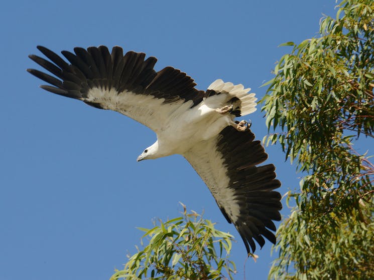 In Flight White Bellied Sea Eagle