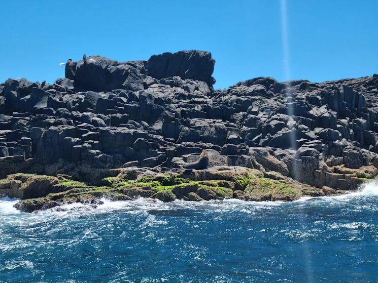 Five Islands Seals