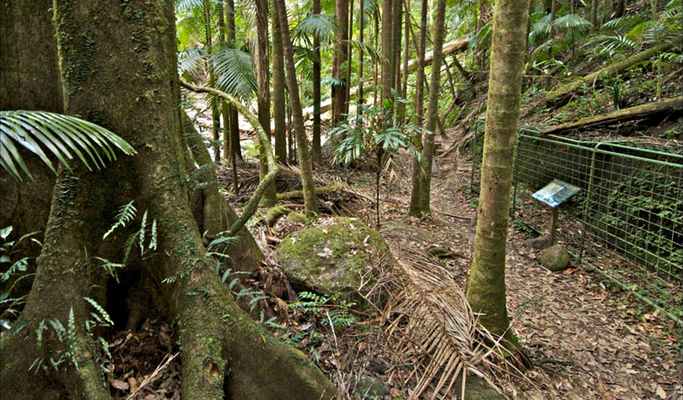 Palm Forest walking track, Border Ranges National Park. Photo: John Spencer