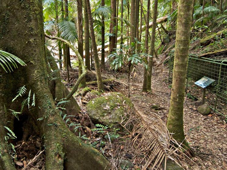 Palm Forest walking track, Border Ranges National Park. Photo: John Spencer