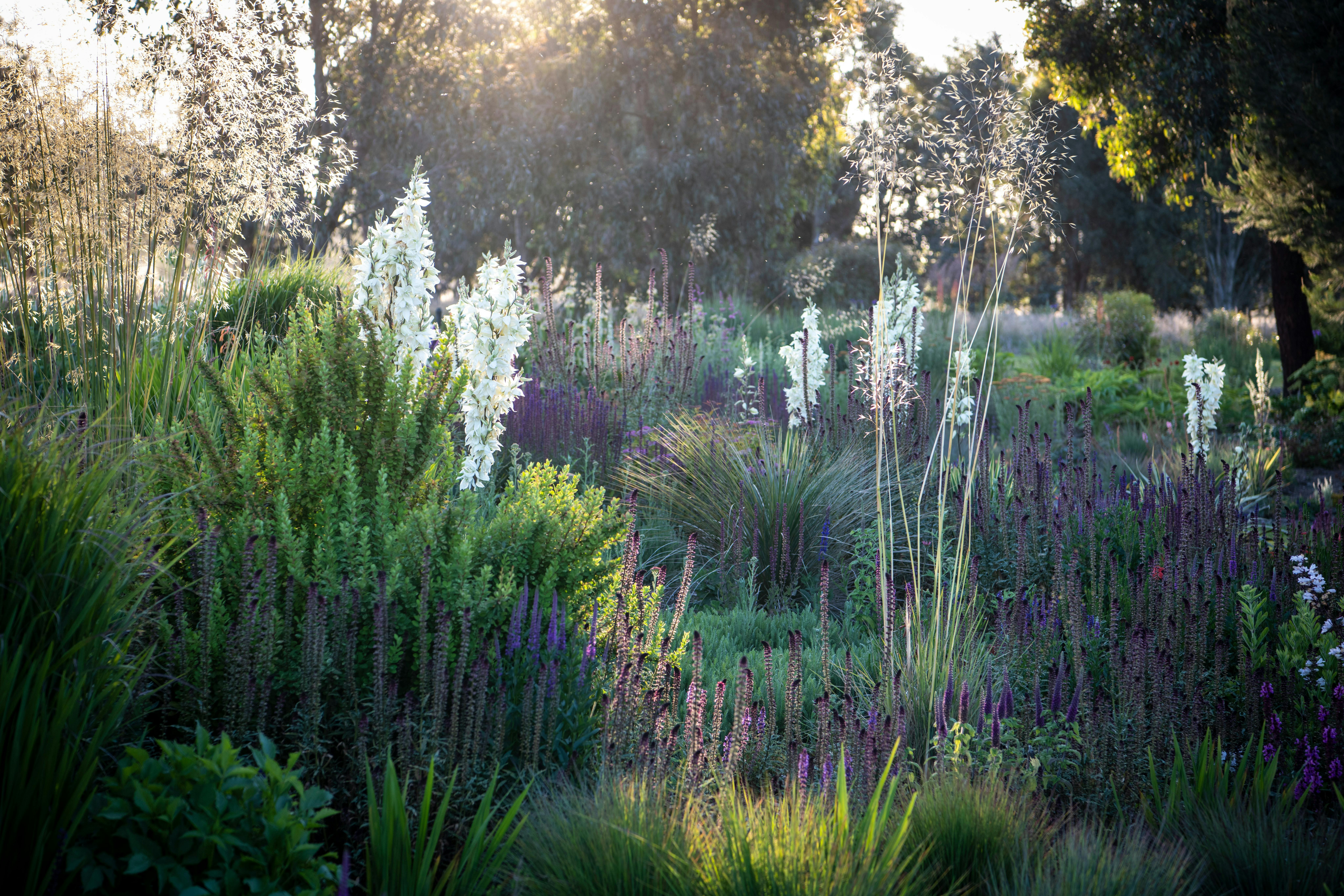Open Gardens Victoria - The Barwitian Garden, early morning light