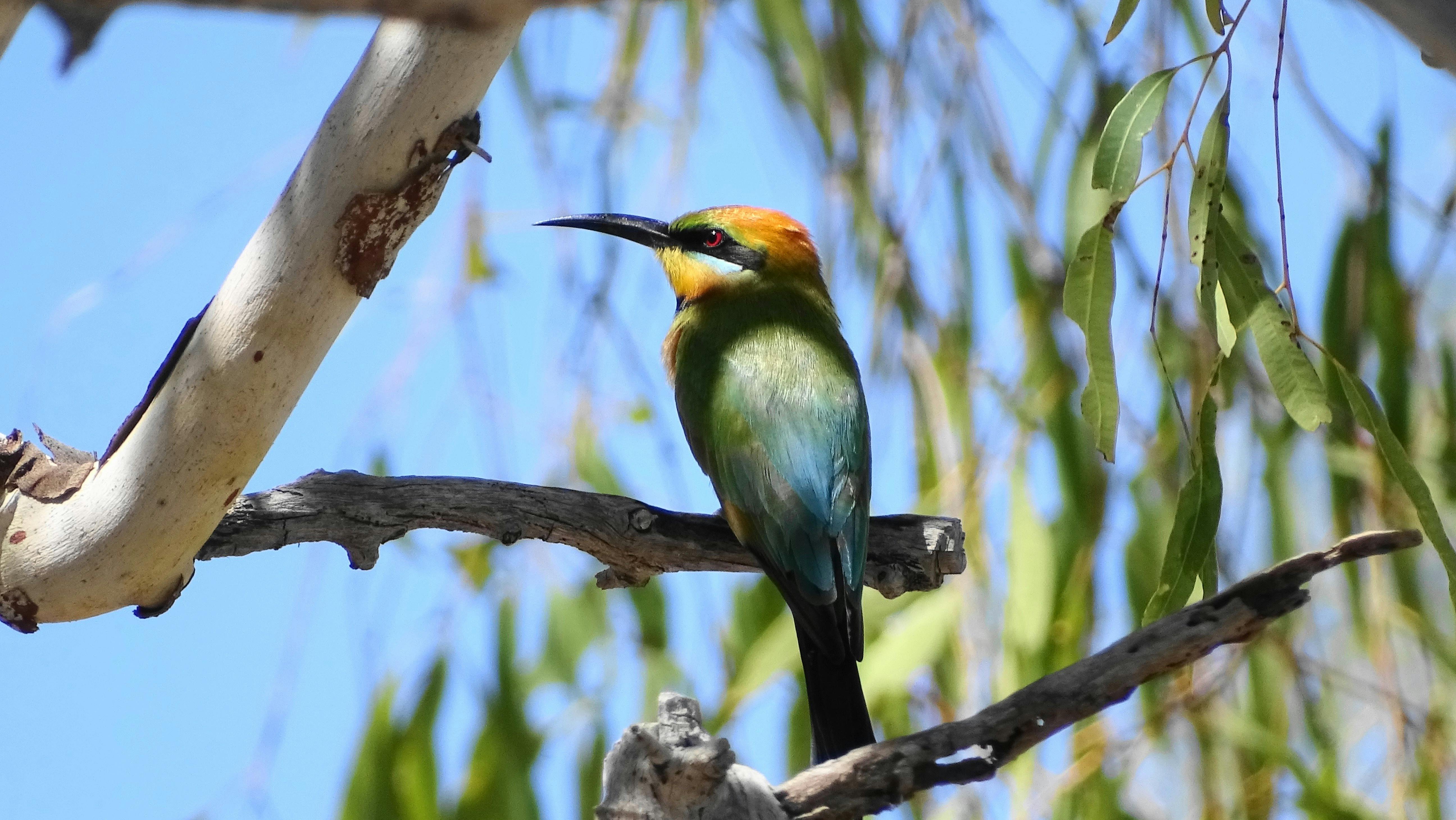 Rainbow Bee-eater