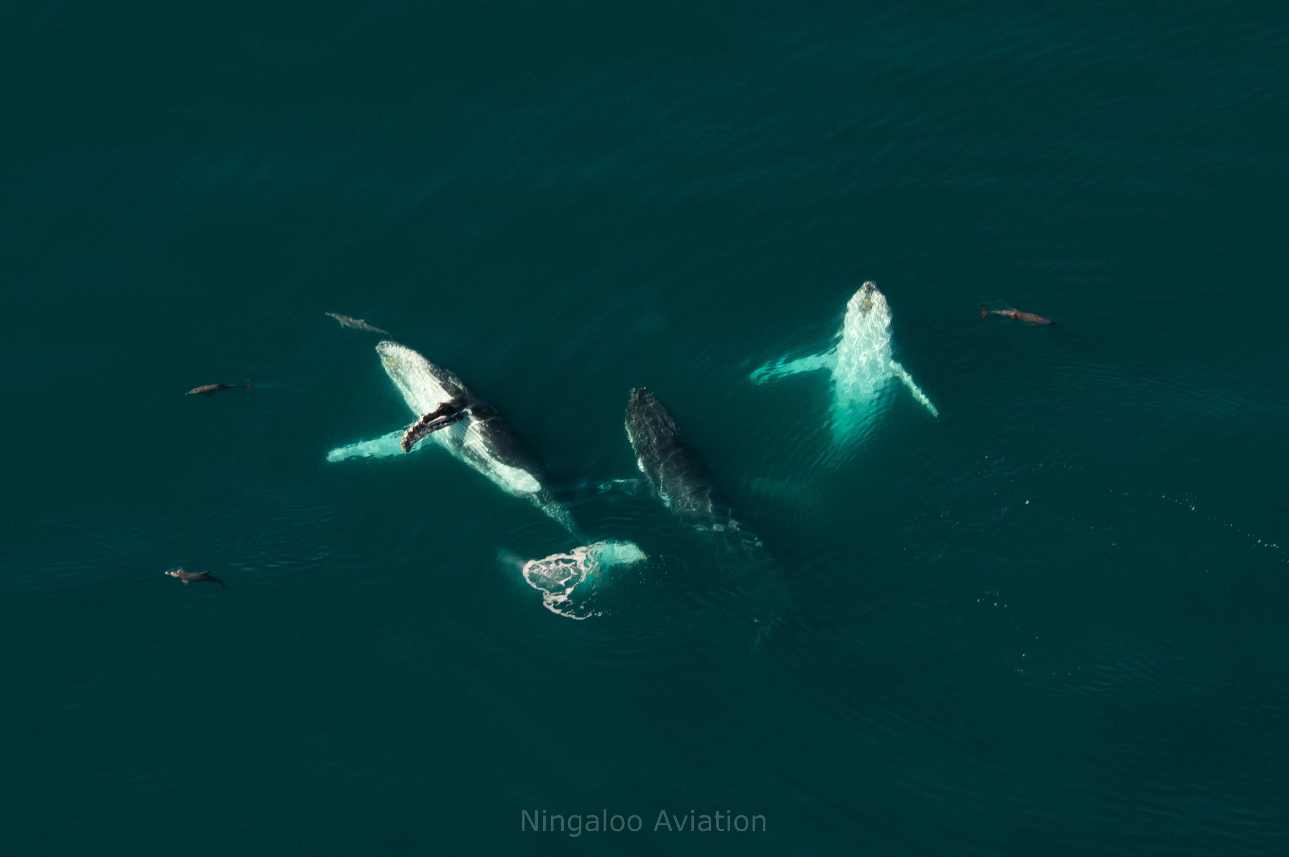 Ningaloo Aviation, Exmouth, Western Australia