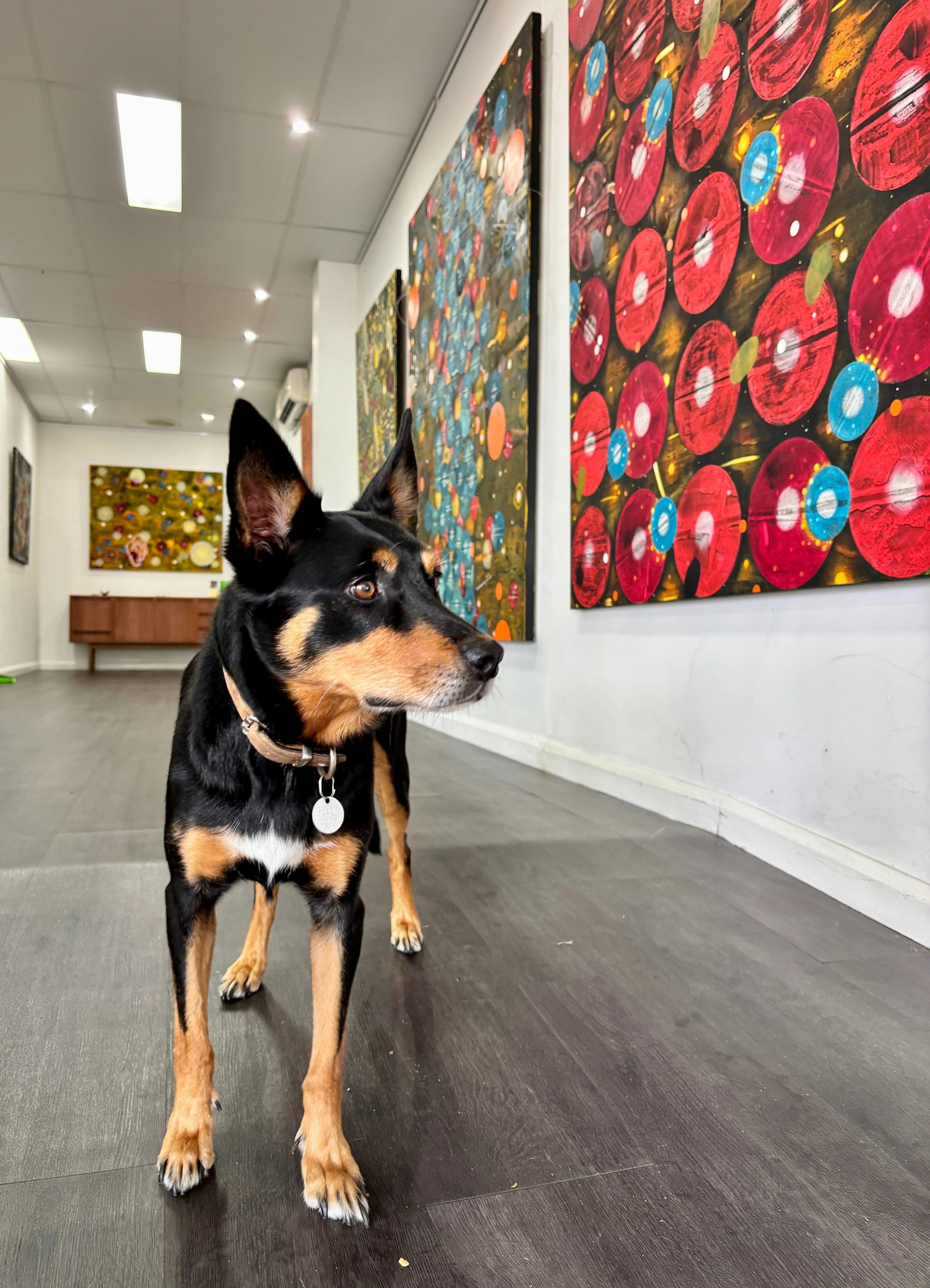 Kelpie girl Poppy, the Luminance Art Gallery ambassador
