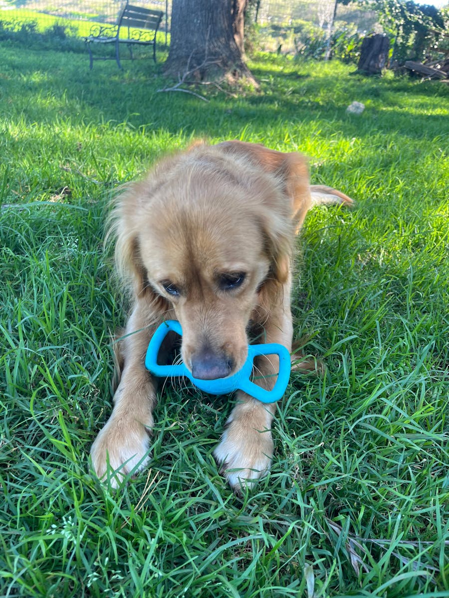 Dog and toy