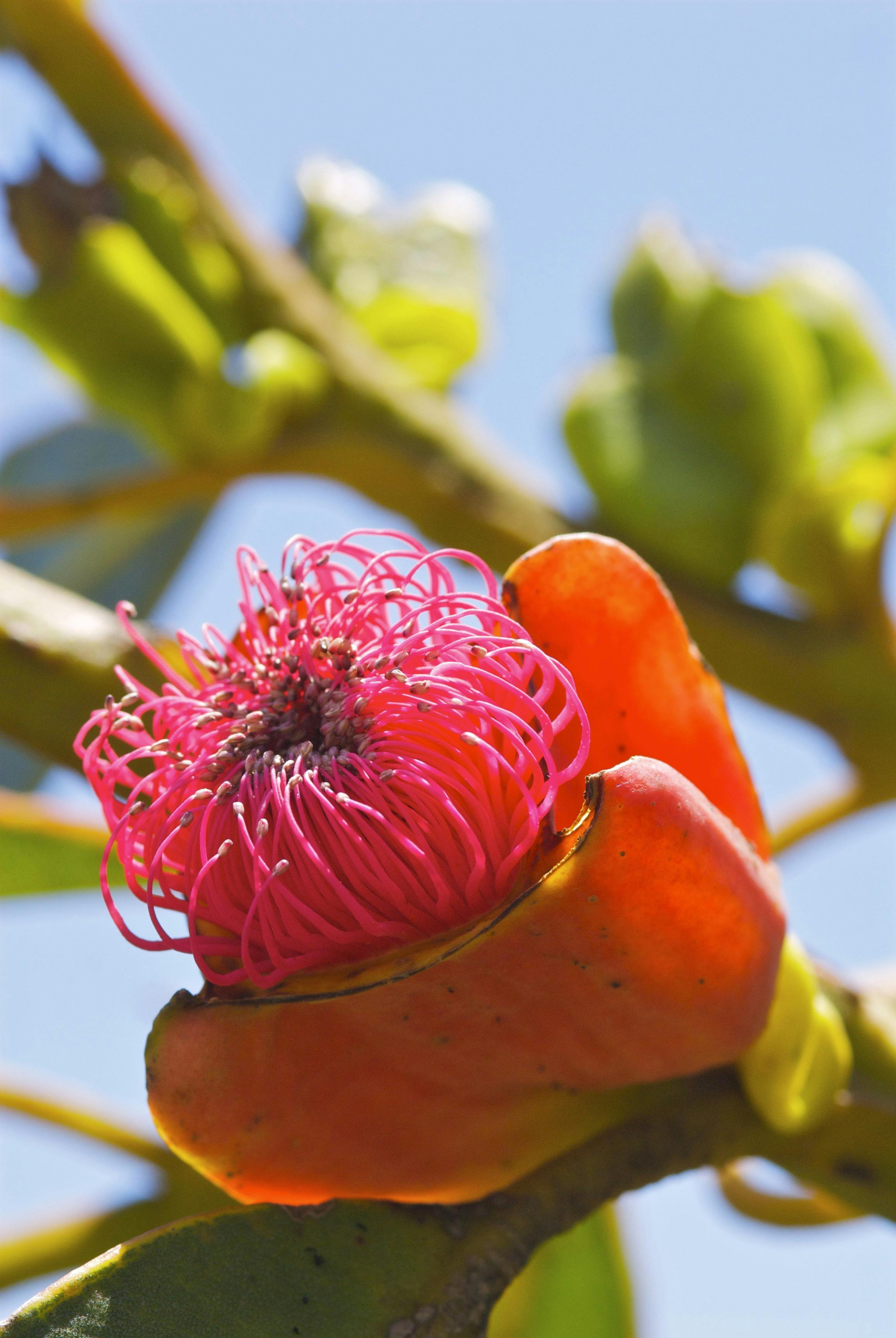 Esperance Wildflower Trail, Coolmalbidgup, Western Australia